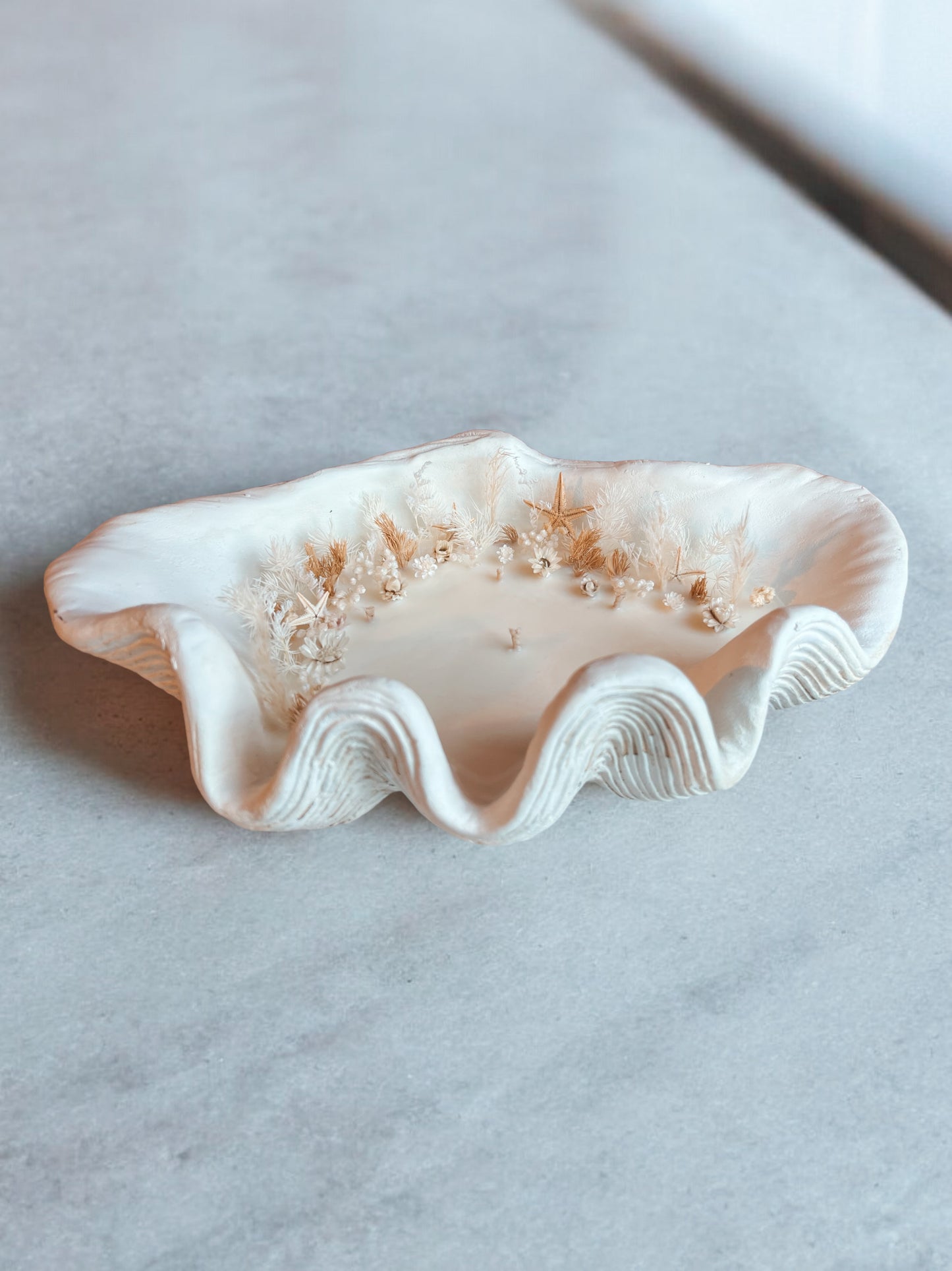 Large Clam Shell